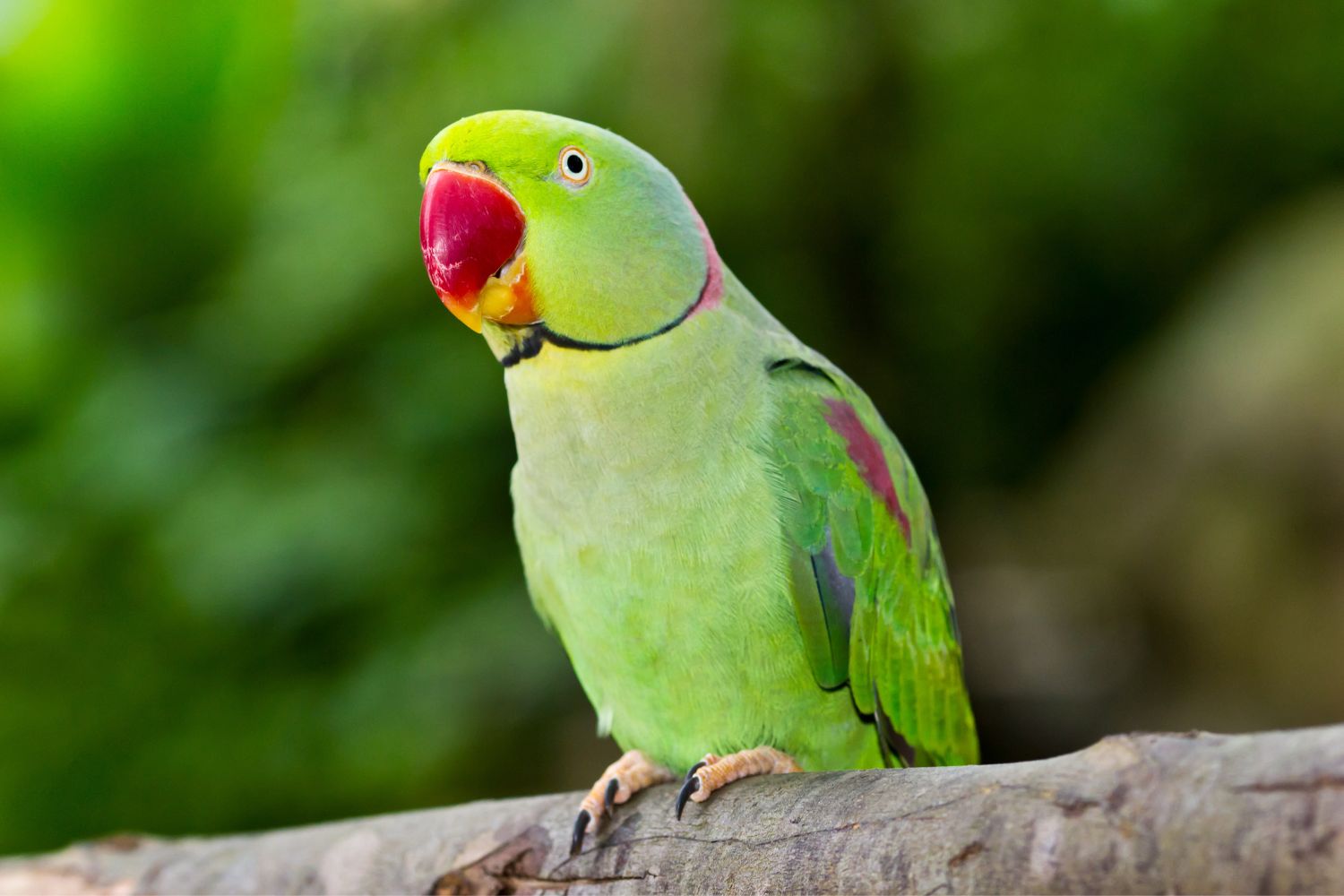a parrot sitting on the branch of a tree