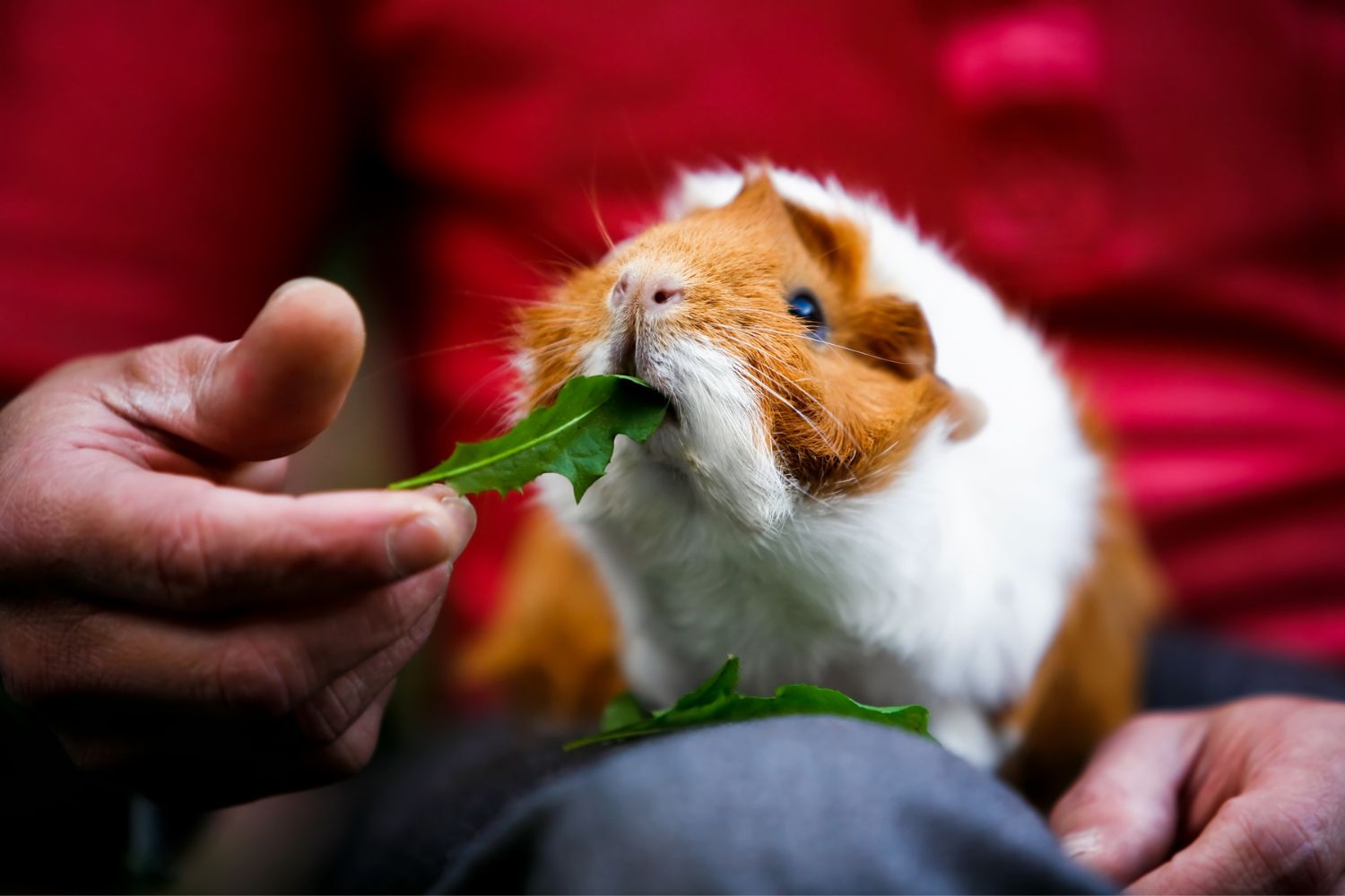 a guinea pig eating a leaf