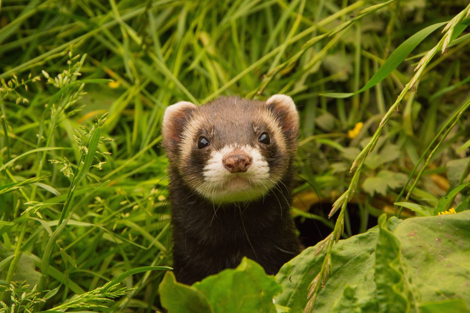 a ferret in the green grass