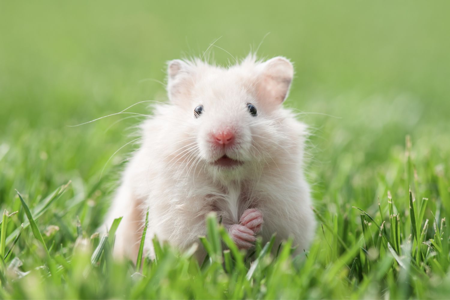 hamsters in the geen grass