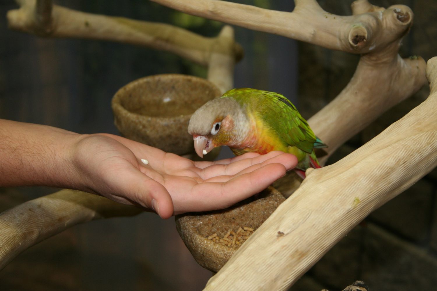 a bird on a hand