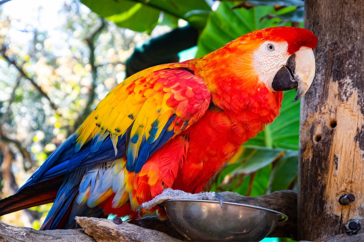 a colorful parrot eating food